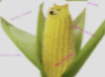 doge corn studios