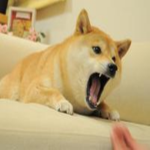 dogo's fan group