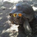 THE EPIC PRO BOIS THAT LIKE TURTLES