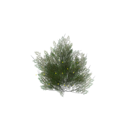 Creosote Bush