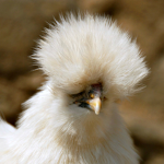 chicks and chicken