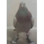 Pitgiongotdrip