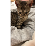 Mi Gatito Fiu Fiu