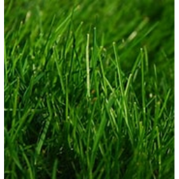 Touch Grass Simulator!