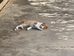 I gattini veri
