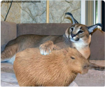 floppa and capybara group