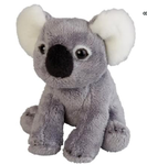 Cookie Williams koala group
