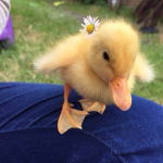 indie ducky