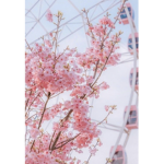 Blossoms journey