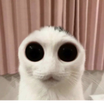 waa devvys :3