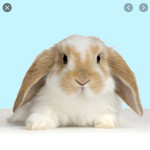 My Little Bunny Group!