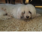 Sadie the puppy !!!