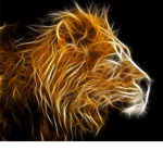 Lion Crowd
