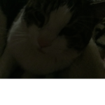 Cat the best animal ever cats are warriors!