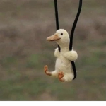 Raft of Ducks<3