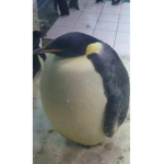 Roblox Anamals