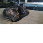 Mycatodin