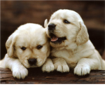 Puppy Lovers of Roblox :3