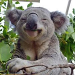 The Koala squad!!!