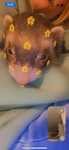 Come in this group if you like dogs