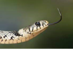 -Snake-