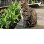 Cats Russian Army