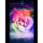 The Diamond Roses