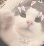 -kittyღ