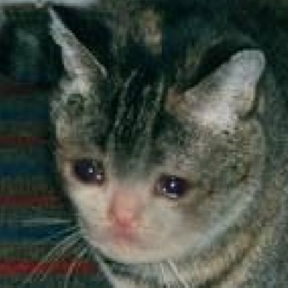 sad cat Roblox decal