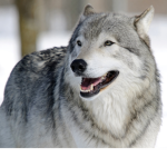 Wolf Squad Gang