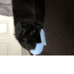 Cutecatskittens group