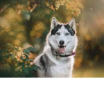 Doggy22 Group