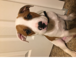 Blitzen the puppers