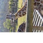 Giraffe Cuties Squad