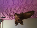 Lingunie dog