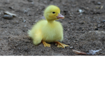 baby ducks forever