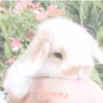 Opal Bunnies