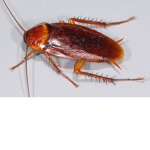 The Roach Fanclub