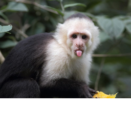 EPIC MONKEY HANGOUT