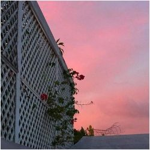 Red Room Fashions 痛みと苦しみ