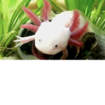 Frost dragon/Unicorn Fans