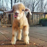 Baby Goats!!!!!!!