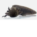 Black Axolotls