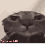 The cat wet