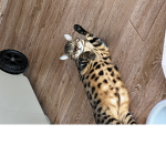 Fat cats that fly