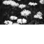 -The Group Of Nothingness-