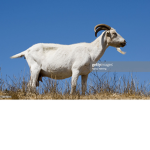 GoatMaster