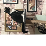 Art Cats