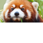 RPF (Red Panda Fan)
