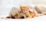 DOGGYCATLOVE